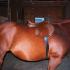 Wide Load: Fitting a saddle to a wide bodied horse